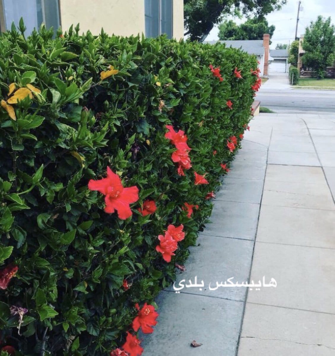 عشب طبيعي (15)